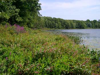 Pickerel Lake