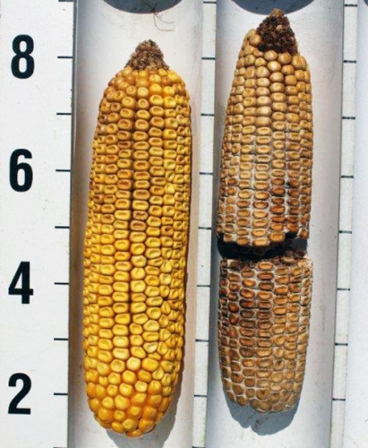 Diplodia ear rot Diplodia ear rot