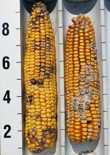 Fursarium ear rot Fursarium ear rot