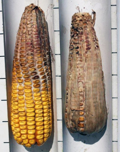 Gibberella ear rot Gibberella ear rot