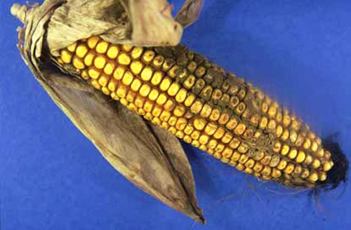 Aspergillus ear rot Aspergillus ear rot