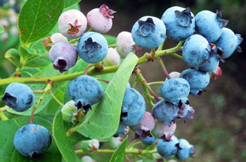 Jersey fruit