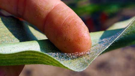 Mites, eggs and webbing