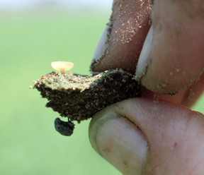 Scletorium dug from soil