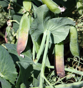 white mold lesions