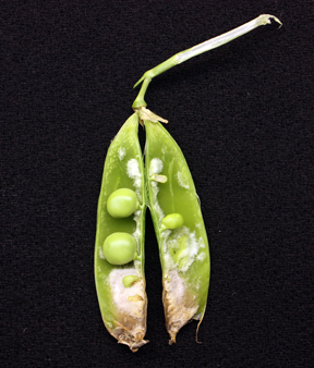 pea pod split open