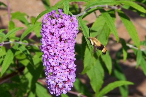 hemaris 1