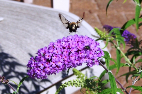 hemaris 2