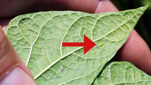Potato leafhopper Potato leafhopper
