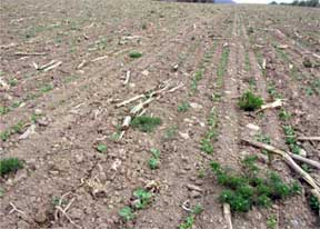 Overwintering corn chamomile