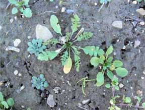 Thale-cress, shepherd's purse, and field pennycress