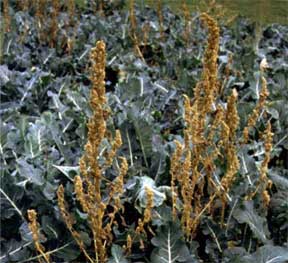 Pigweed Pigweed