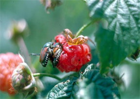 Japanese beetle