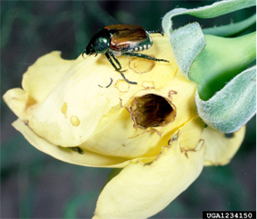 Japanese beetle rose