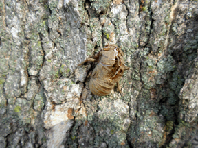 cicada shed
