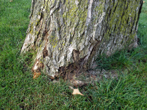 dead sugar maple