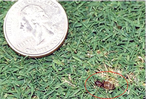 turf ant turf ant