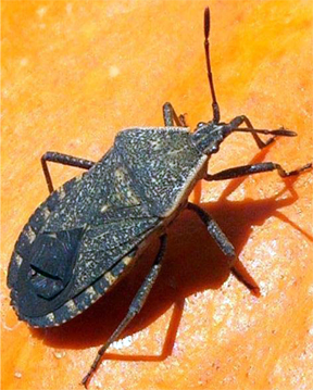 Squash bug Squash bug
