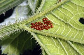 Squash bug eggs Squash bug eggs