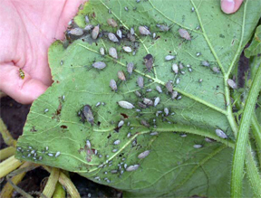 Squash bugs Squash bugs
