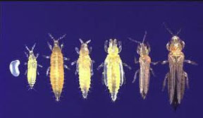 Thrips life stages