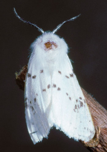 Fall webworm adult