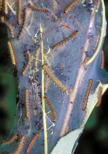 Fall webworm larvae