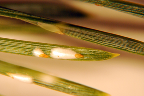 pine needle scale