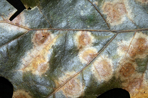 Leaf spot upclose