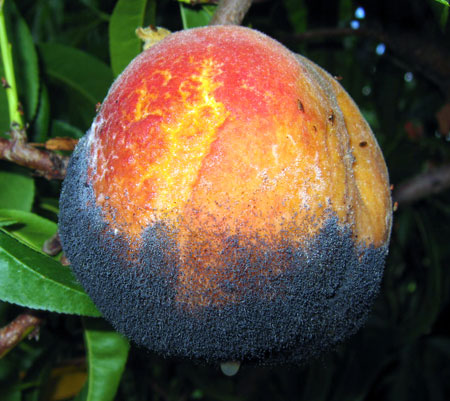 Rhizopus rot on peach