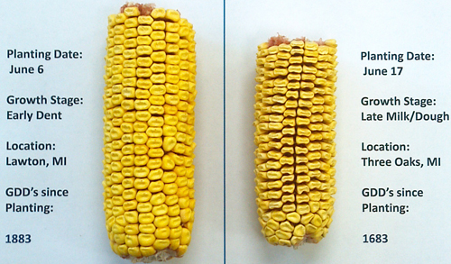 Kernel shrink simulating impact of frost damage