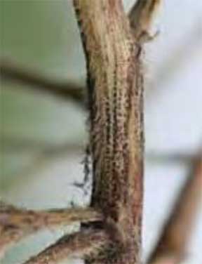 Stem canker symptoms