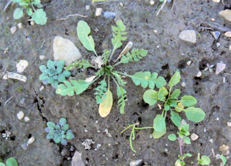 Field pennycress and sheperd's-purse weeds
