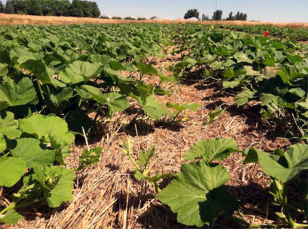 Strip tillage