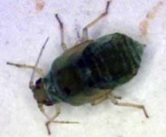 European asparagus aphid