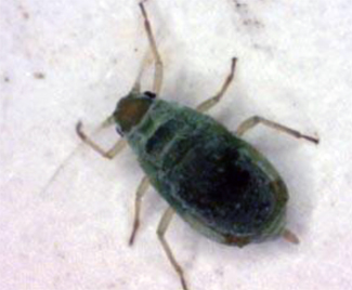 European asparagus aphid