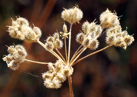 Hedge parsley