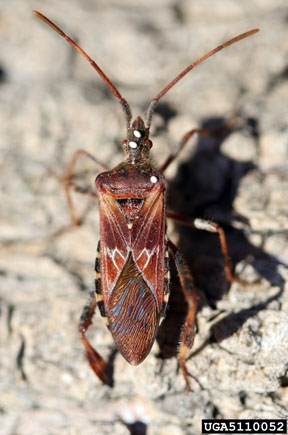 Western conifer seed bug