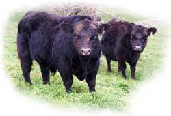 beef cattle