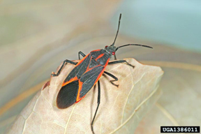 Boxelder bug Boxelder bug