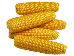 corn