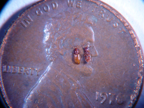 foreign grain beetle on penny