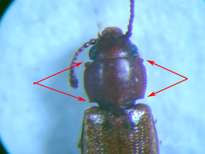 Foreign grain beetle