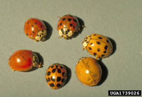 Multicolored lady beetle