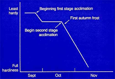 Nursery Preparation Graph