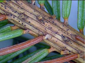 Setomelanomma fruiting bodies