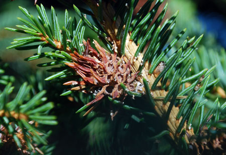 Browned gall Browned gall
