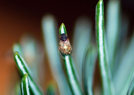 Eastern spruce gall adelgid Eastern spruce gall adelgid