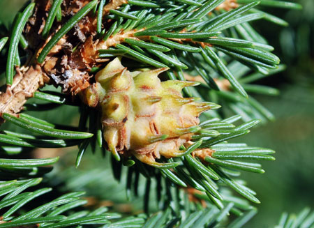 Green gall opening Green gall opening