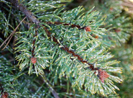 Pine needle scale